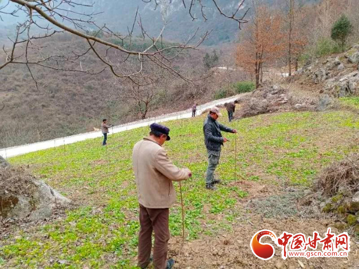 【甘肅全民戰(zhàn)“疫”】戰(zhàn)“疫”中，隴南稻坪的春天