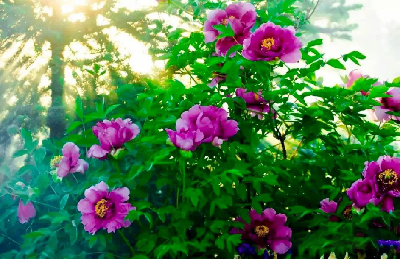 【“甘味”故事】“百花王”駕到！國色傾城正當時