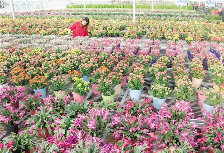 臨夏縣20多萬株水仙花、杜鵑、蝴蝶蘭等60多種花卉競相綻放
