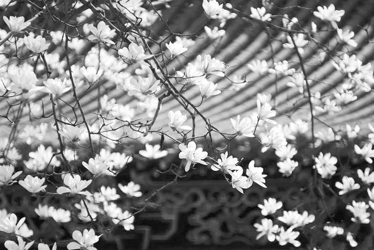 天水雙玉蘭堂，吟杜甫詩(shī) 煎泉水茶 賞白石書法