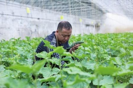 “栽種的是菜苗，收獲的是希望！”——隴南兩當縣豆坪村蔬菜種植見聞