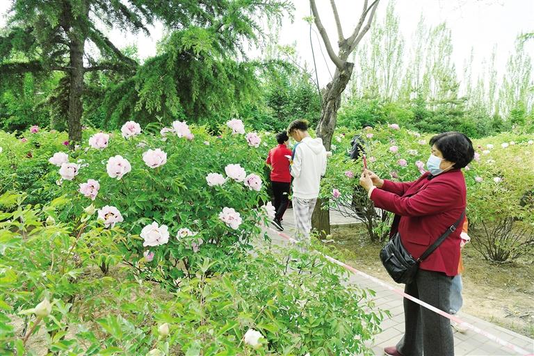 臨夏市北濱河路60里牡丹長廊里不同品種、顏色各異的牡丹花爭奇斗艷