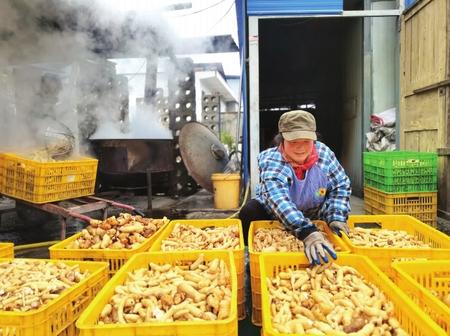 村民在康縣陽壩鎮(zhèn)陽壩村天麻種植大戶胡國強家加工天麻。