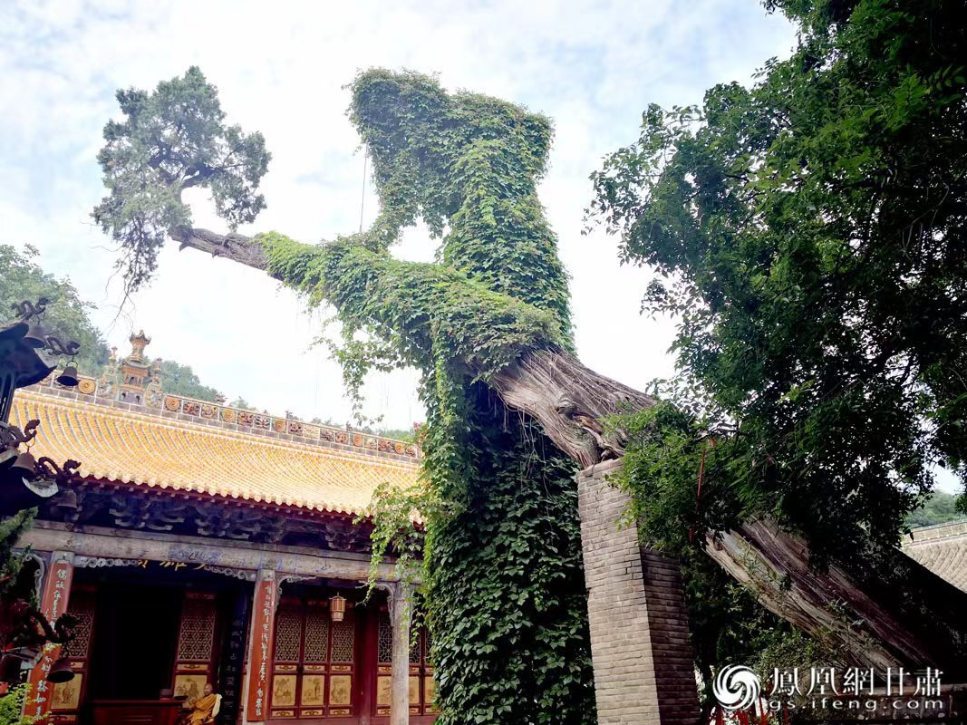 “山頭南郭寺，水號北流泉。老樹空庭得，清渠一邑傳。”杜甫詩中的“老樹”，指的就是這株春秋古柏，為南郭寺的“鎮(zhèn)寺之寶”。胡江 攝