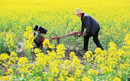 隴南武都區(qū)角弓鎮(zhèn)農民使用旋耕機翻耕土地