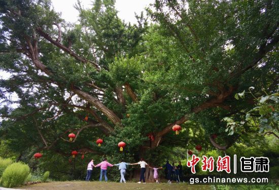 隴南徽縣境內(nèi)最古老的銀杏樹。當(dāng)?shù)貍髡f，它已有千年樹齡。（資料圖）殷春永 攝