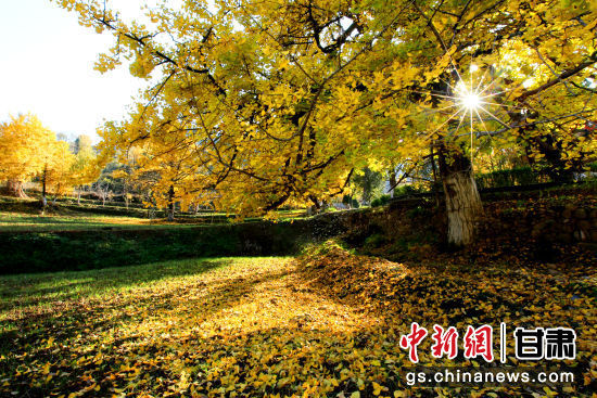 隴南徽縣銀杏樹最美的時(shí)候，當(dāng)屬每年的10月至11月。圖為樹葉已染黃的銀杏樹。張承榮 攝