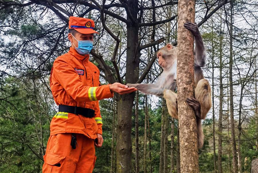 【甘快看】嗨！你好！甘肅隴南森林消防員巡護(hù)途中偶遇野生獼猴群