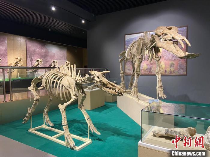 圖為5月底，和政縣古動(dòng)物化石博物館內(nèi)修復(fù)后的古生物化石。　高展 攝