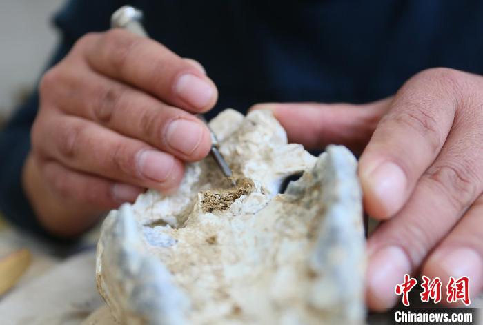 2022年6月，在和政古動物化石博物館內(nèi)，古生物化石修復師對化石進行修復。(資料圖) 高展 攝