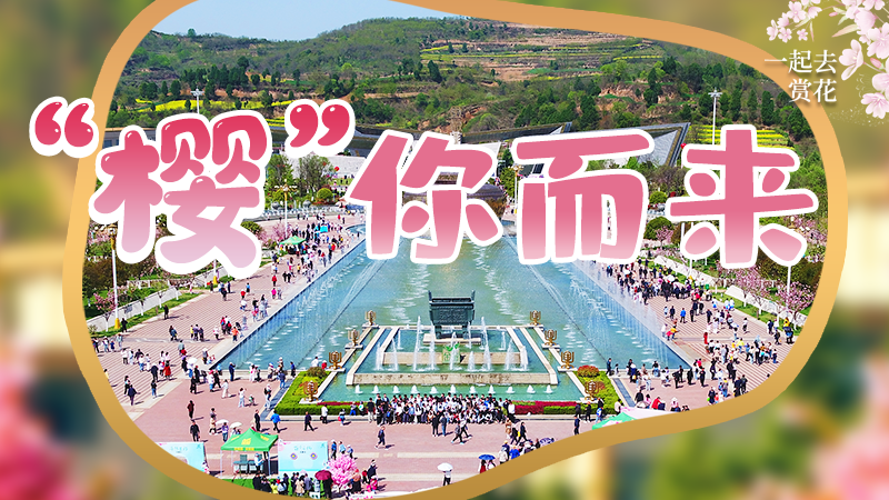 海報(bào)|春色爛漫，一組海報(bào)“云賞”櫻花盛開